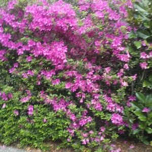 Meet your Posher, Tshirtsbyjanae